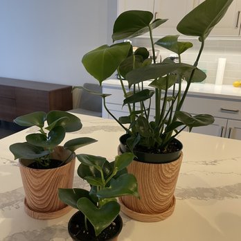 Plant Mode - Teardrop peperomia and monstera - Nurseries & Gardening Near Me - Champaign, Illinois