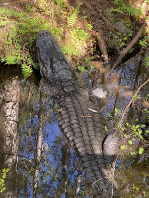 Okefenokee Swamp Park by null