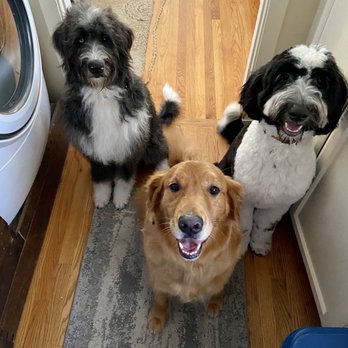 Bornagain Pet Salon - A Golden, a Bernedoodle, and a Sheepadoodle all walked into the salon.... - Pet Groomers Near Me - Trabuco Canyon, California