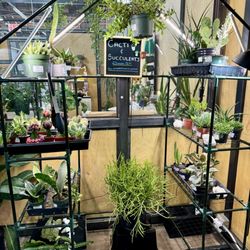 Cereus Plants - Small cacti