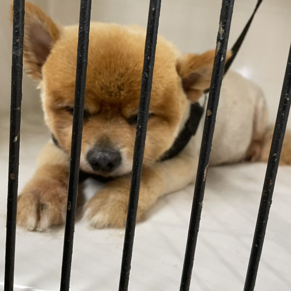 WESTHAMPTON DOG GROOMING Updated September 2024 147 Photos & 17