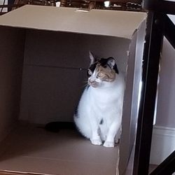 Owens Cross Roads Animal Clinic - Lucy playing in box
