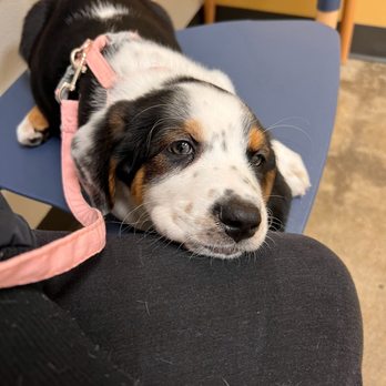 Sactown Vet - First vet visit! - Veterinarians Near Me - Sacramento, California