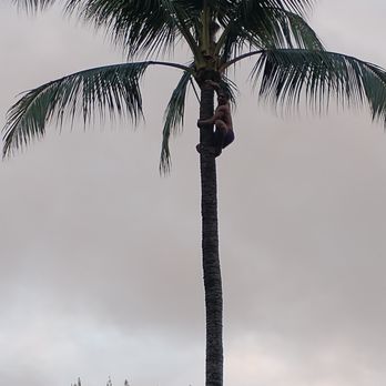 Toa Luau - Cultural Center Near Me - Haleiwa, Hawaii