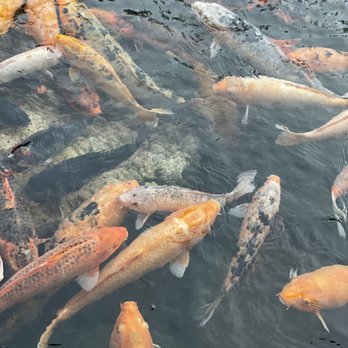 Tidepools - Koi in the koi pond - Hawaiian Near Me - Poipu, Hawaii