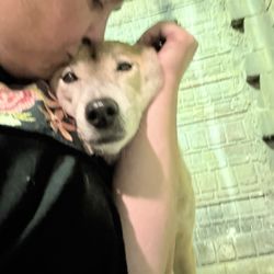 Branson Wild World - Loki, the sweetest, friendliest dingo!!!