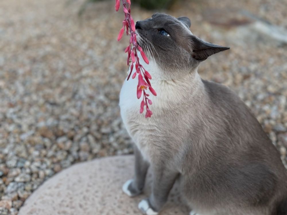 The Pawsitive Pets Sitter - pet boarding facility in Phoenix, AZ