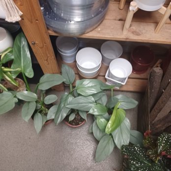 Fresh Indoor Plants - Indoor Landscaping Near Me - Ontario, California