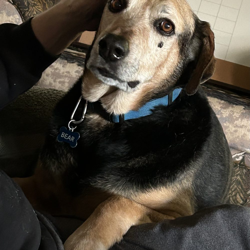 Does Anyone Do Cat Grooming in Fortuna Ca? Discover Top Services!