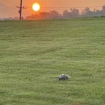 Pioneer Park - Possum at Sunrise - Tennis Near Me - Covington, Kentucky Pioneer Park - Possum at Sunrise - Tennis Near Me - Covington, Kentucky