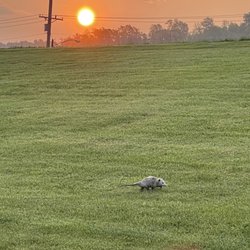 Possum at Sunrise