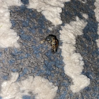 7 Brew Coffee - THE BEE THAT TOOK A SWIM IN MY COFFEE - Coffee & Tea Near Me - Mansfield, Texas