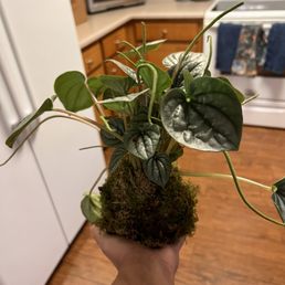 Ripple peperomia kokedama Ripple peperomia kokedama