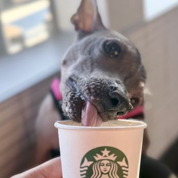 Starbucks - PupCup - Coffee & Tea Near Me - Poway, California Starbucks - PupCup - Coffee & Tea Near Me - Poway, California