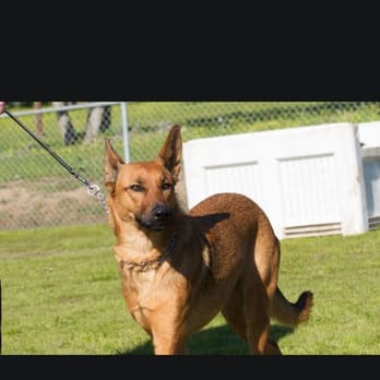 The K-9 Clinic - Scout in class - Pet Training Near Me - Corralitos, California The K-9 Clinic - Scout in class - Pet Training Near Me - Corralitos, California