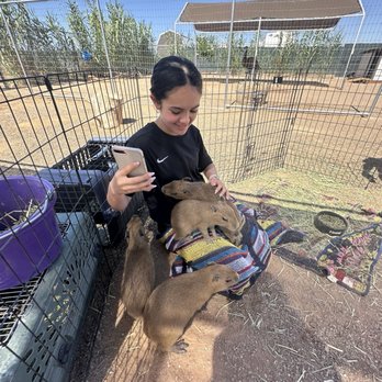 Ghost Ranch Exotics and Funny Foot Farm - Attraction Farms Near Me - Marana, Arizona Ghost Ranch Exotics and Funny Foot Farm - Attraction Farms Near Me - Marana, Arizona