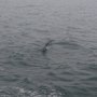Photo of Southern California Pelagic Bird Trips