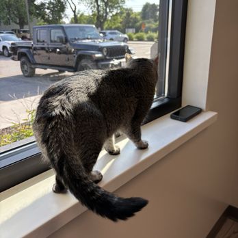 Greendale Village Vet - Looking out the window - Veterinarians Near Me - Greendale, Wisconsin Greendale Village Vet - Looking out the window - Veterinarians Near Me - Greendale, Wisconsin