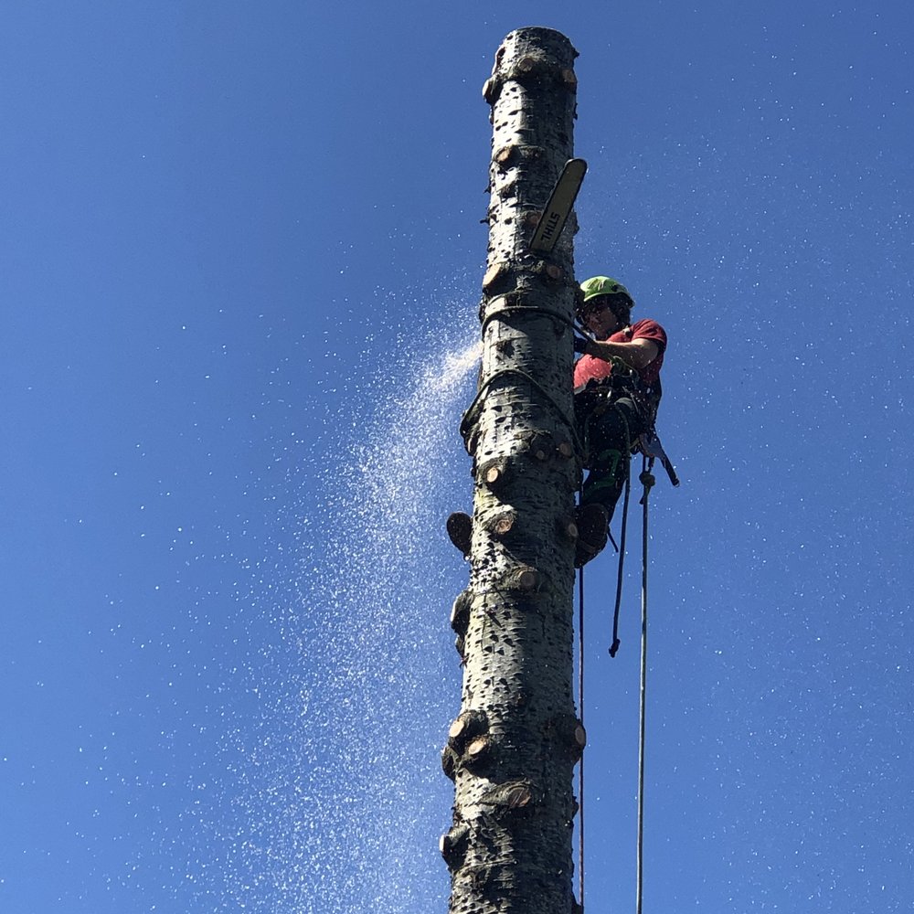 A Great American Tree Service - Tree Services Near Me - Bremerton, Washington A Great American Tree Service - Tree Services Near Me - Bremerton, Washington
