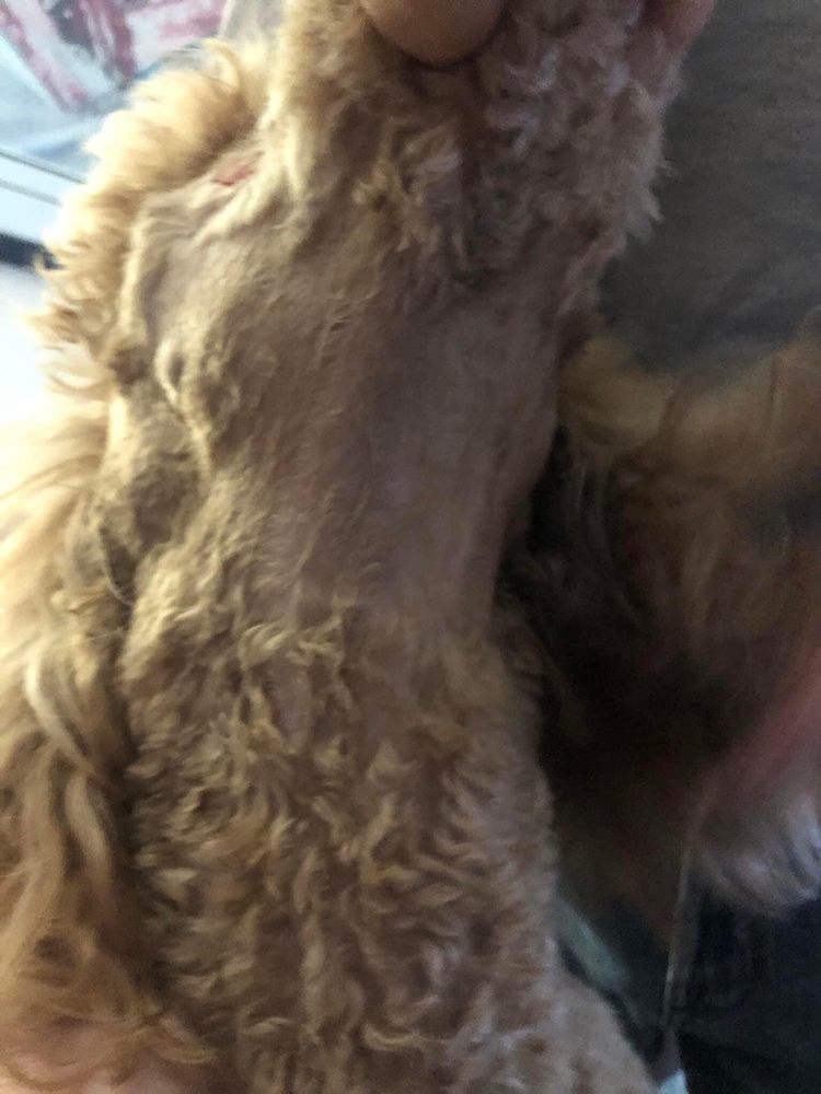 FREELAND PET GROOMER Updated August 2024 365 First St, Freeland