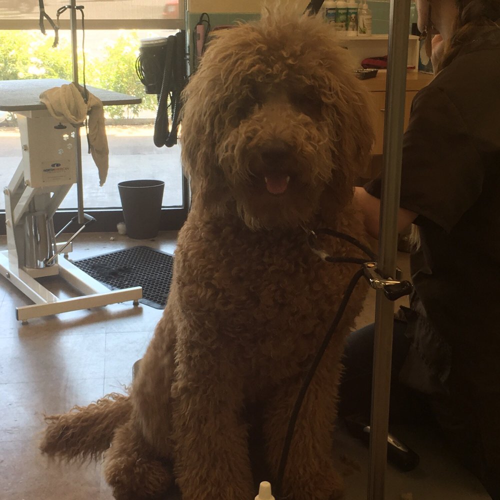 Petco - Look how cute he was before. :( - Pet Stores Near Me - Las Vegas, Nevada Petco - Look how cute he was before. :( - Pet Stores Near Me - Las Vegas, Nevada