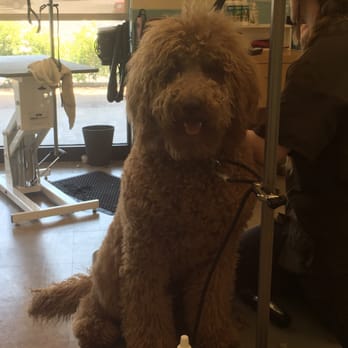Petco - Look how cute he was before. :( - Pet Stores Near Me - Las Vegas, Nevada Petco - Look how cute he was before. :( - Pet Stores Near Me - Las Vegas, Nevada