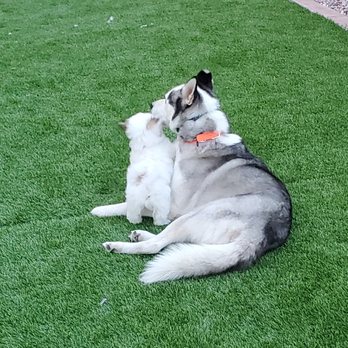 Epic Dog Academy - Playing with the pup - Pet Training Near Me - Temecula, California Epic Dog Academy - Playing with the pup - Pet Training Near Me - Temecula, California