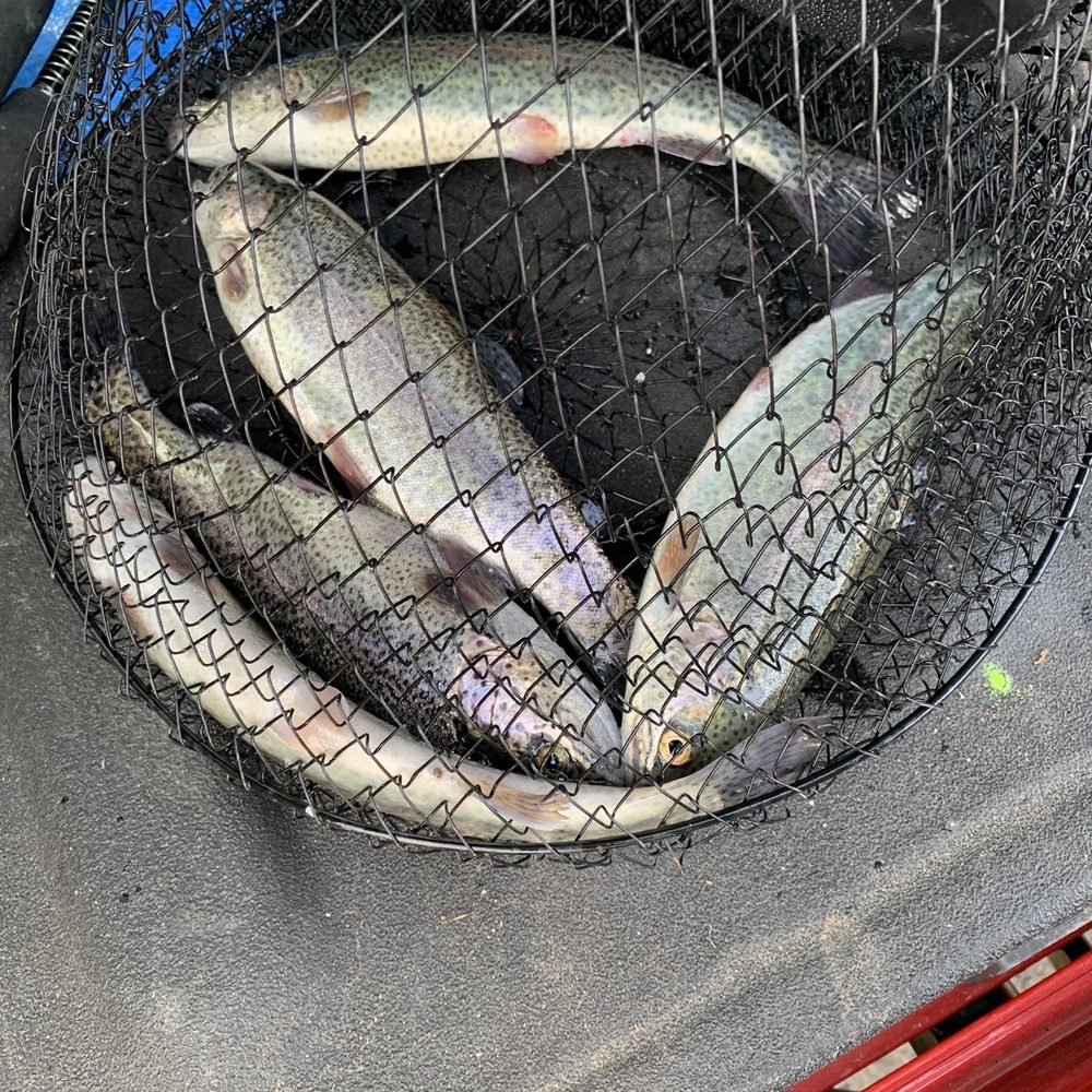 Lacamas Lake - A trout limit before I released them out of live cage. - Lakes Near Me - Camas, Washington Lacamas Lake - A trout limit before I released them out of live cage. - Lakes Near Me - Camas, Washington