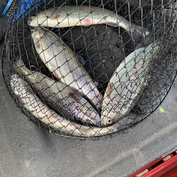 Lacamas Lake - A trout limit before I released them out of live cage. - Lakes Near Me - Camas, Washington