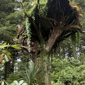 Glacier Gardens Rainforest Adventure - The famous upside down trees (Fane not deserved) - Botanical Gardens Near Me - Juneau, Alaska