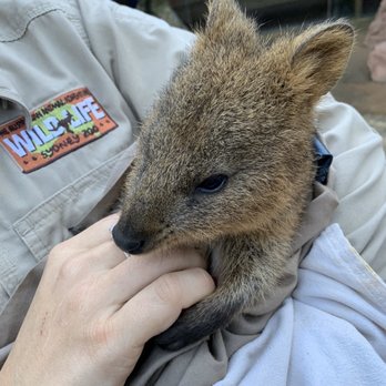 Sydney Wildlife World - The cutest little guy - Zoos Near Me - Darling Harbour, NSW