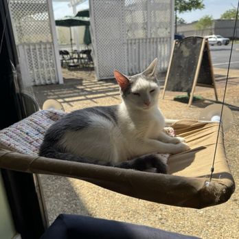 Kitty Kingdom Cat Cafe - Pet Adoption Near Me - Chesapeake, Virginia