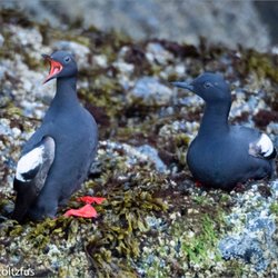 Bay Excursions Water Taxi & Tours - Pigeon Guillemot
