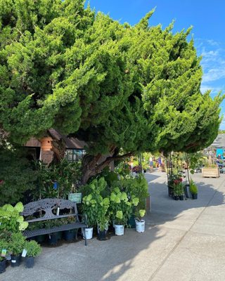 Portland Nursery by null