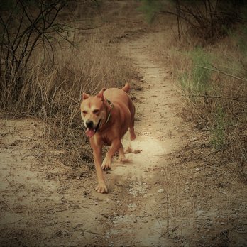 Tucson VetCalls - Red having a run. - Pet Services Near Me - Tucson, Arizona Tucson VetCalls - Red having a run. - Pet Services Near Me - Tucson, Arizona
