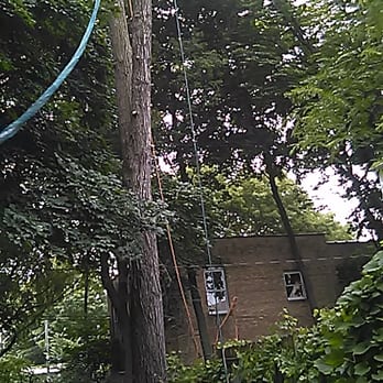 AAA Tree Surgeon - Tree Services Near Me - Wheeling, Illinois AAA Tree Surgeon - Tree Services Near Me - Wheeling, Illinois