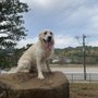 South Bend Dog Park