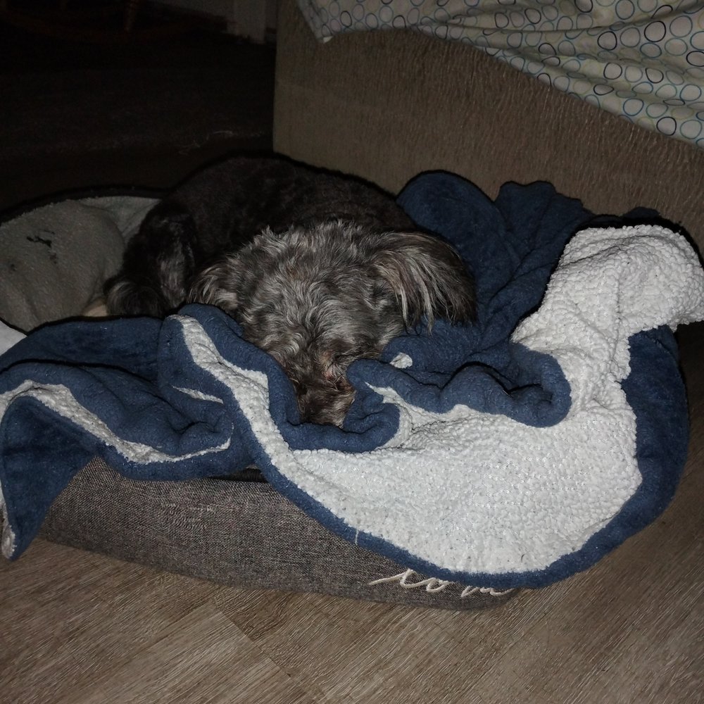 Dog Wash - Pet Sitting Near Me - Louisville, Kentucky Dog Wash - Pet Sitting Near Me - Louisville, Kentucky