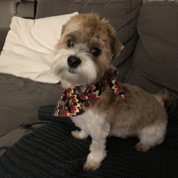 Creative Paw Spa - After! So fresh and clean! - Pet Groomers Near Me