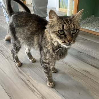 Bajah S Cat Cafe Cafes 137 Main Rd Tiverton Ri Restaurant Reviews Phone Number Yelp