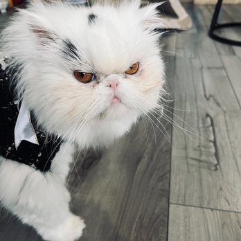 Bajah's Cat Cafe - Cafes Near Me - Tiverton, Rhode Island