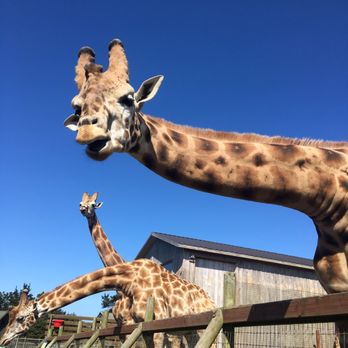 B Bryan Preserve - I love these guys! - Tours Near Me - Point Arena, California