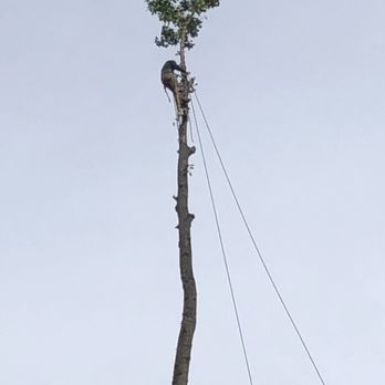 Sosa Tree Service - This Sosa Tree Service and us taking down a Tulip Copper tree. - Tree Services Near Me - Woodbridge, Virginia Sosa Tree Service - This Sosa Tree Service and us taking down a Tulip Copper tree. - Tree Services Near Me - Woodbridge, Virginia
