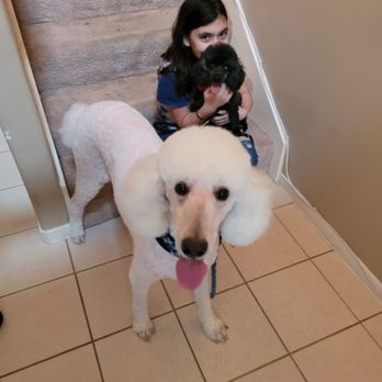 Pampered Little Paws - Spa day - Pet Groomers Near Me - Cypress, Texas Pampered Little Paws - Spa day - Pet Groomers Near Me - Cypress, Texas