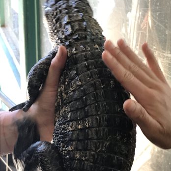Animal Adventures - alligator skin to skin time. - Zoos Near Me - Bolton, Massachusetts Animal Adventures - alligator skin to skin time. - Zoos Near Me - Bolton, Massachusetts