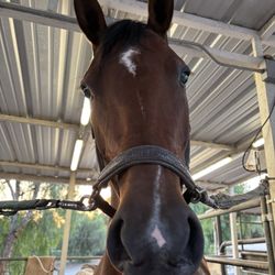 Rushton Stables LA - Melody