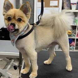 pretty pups mobile pet grooming