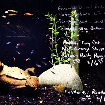 Ultimate Aquarium - Neon Tetra - Aquarium Services Near Me - San Mateo, California Ultimate Aquarium - Neon Tetra - Aquarium Services Near Me - San Mateo, California