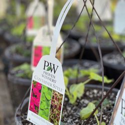 Fresh Start Food and Garden