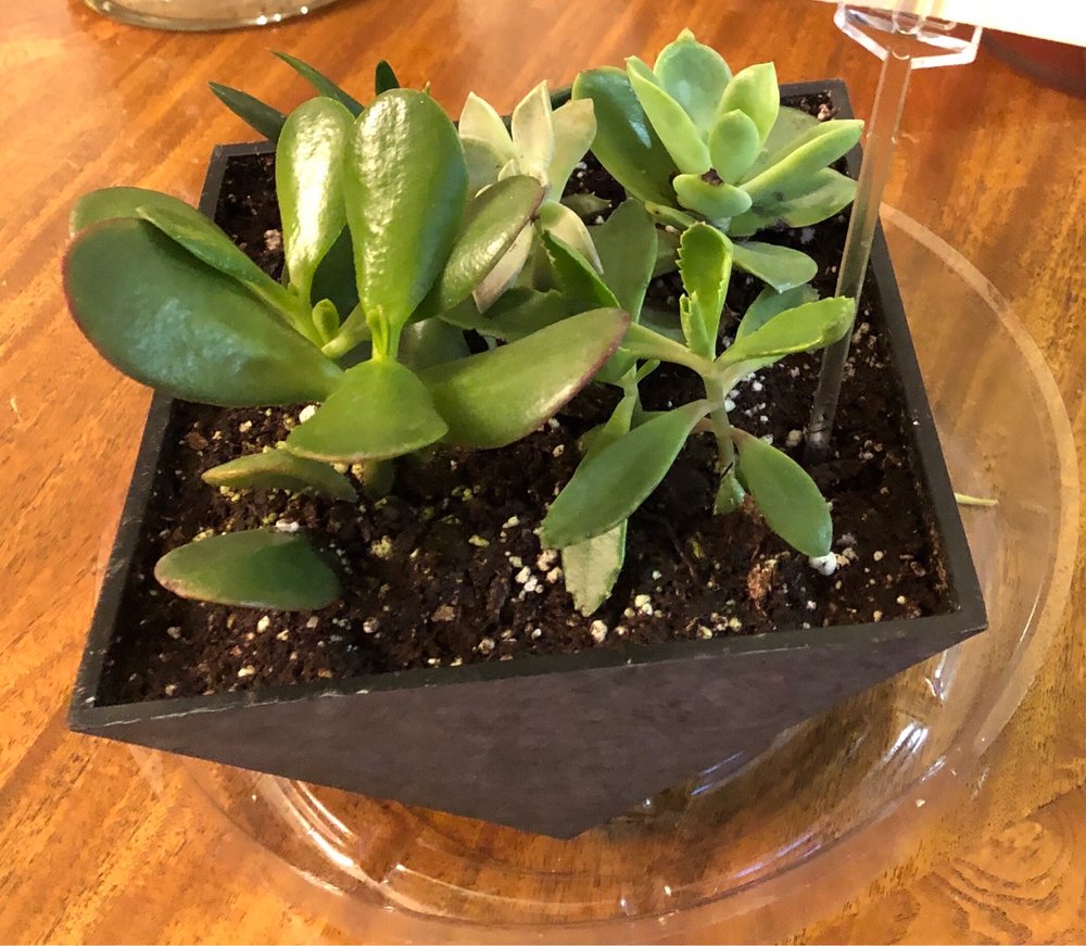 PIERSON’S FLOWER SHOP & GREENHOUSES Updated September 2024 20